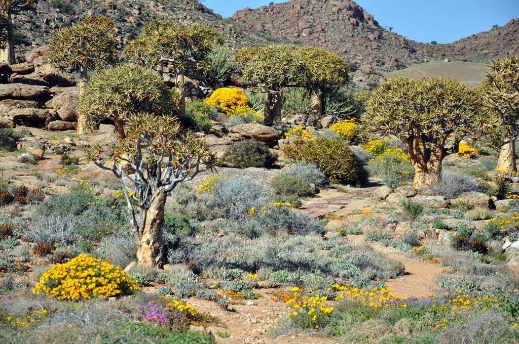https://mdw-travel-data-us-east-1.s3.amazonaws.com/img/country/South-Africa/Goegap-Nature-Reserve/img_01.jpg