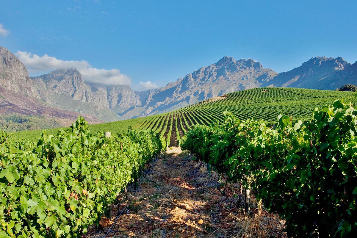 https://mdw-travel-data-us-east-1.s3.amazonaws.com/img/country/South-Africa/Goose-Wines/img_03.jpg