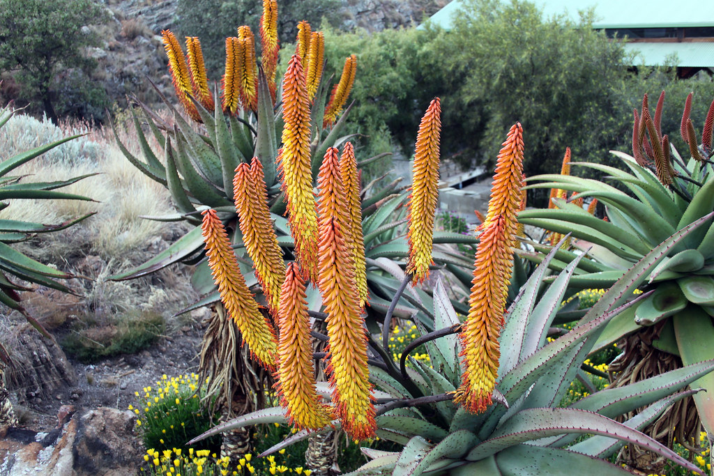 https://mdw-travel-data-us-east-1.s3.amazonaws.com/img/country/South-Africa/Harties-Cableway/img_02.jpg