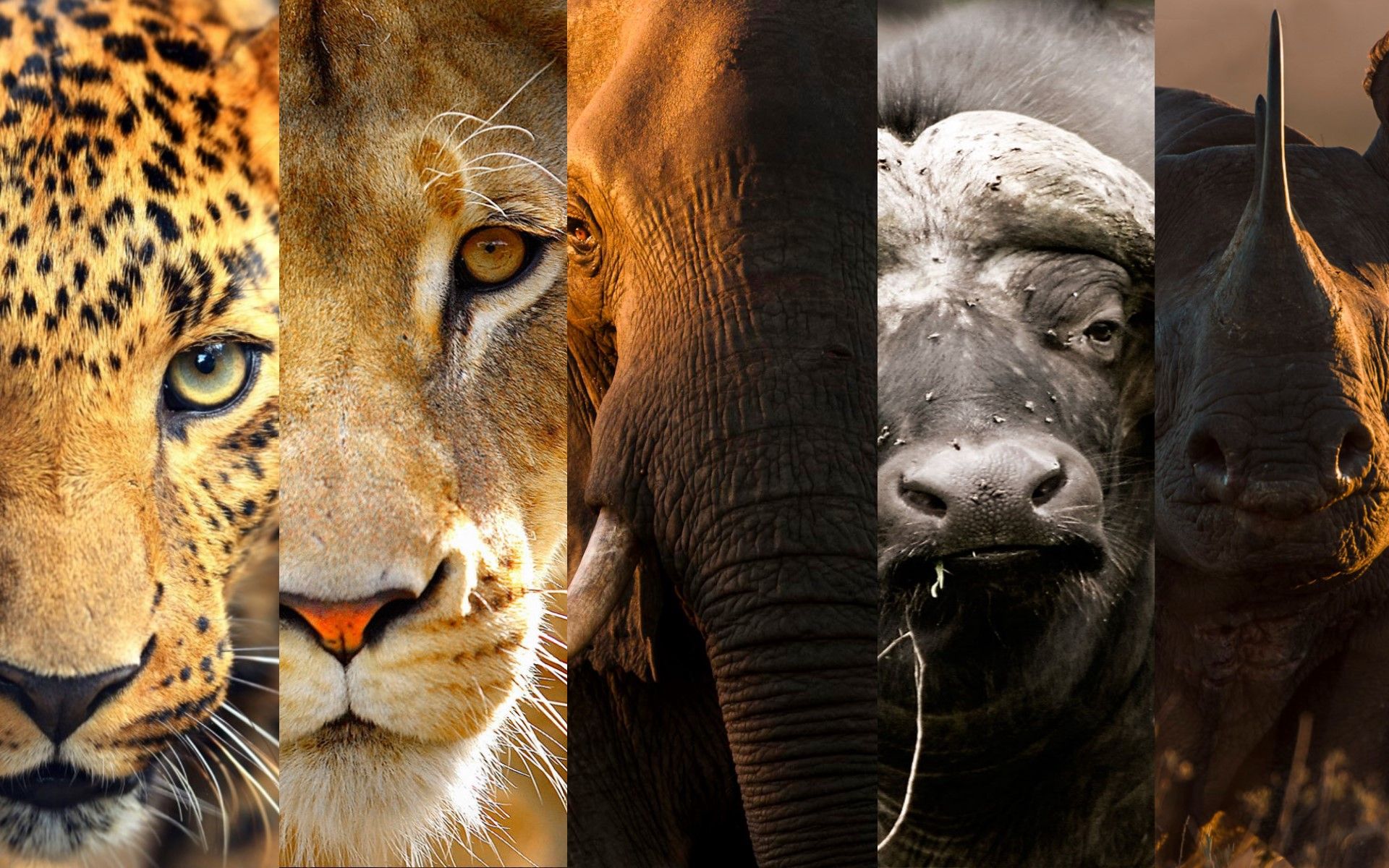 https://mdw-travel-data-us-east-1.s3.amazonaws.com/img/country/South-Africa/HiFi-Corporation-Big-5-Game-Reserve/img_01.jpg
