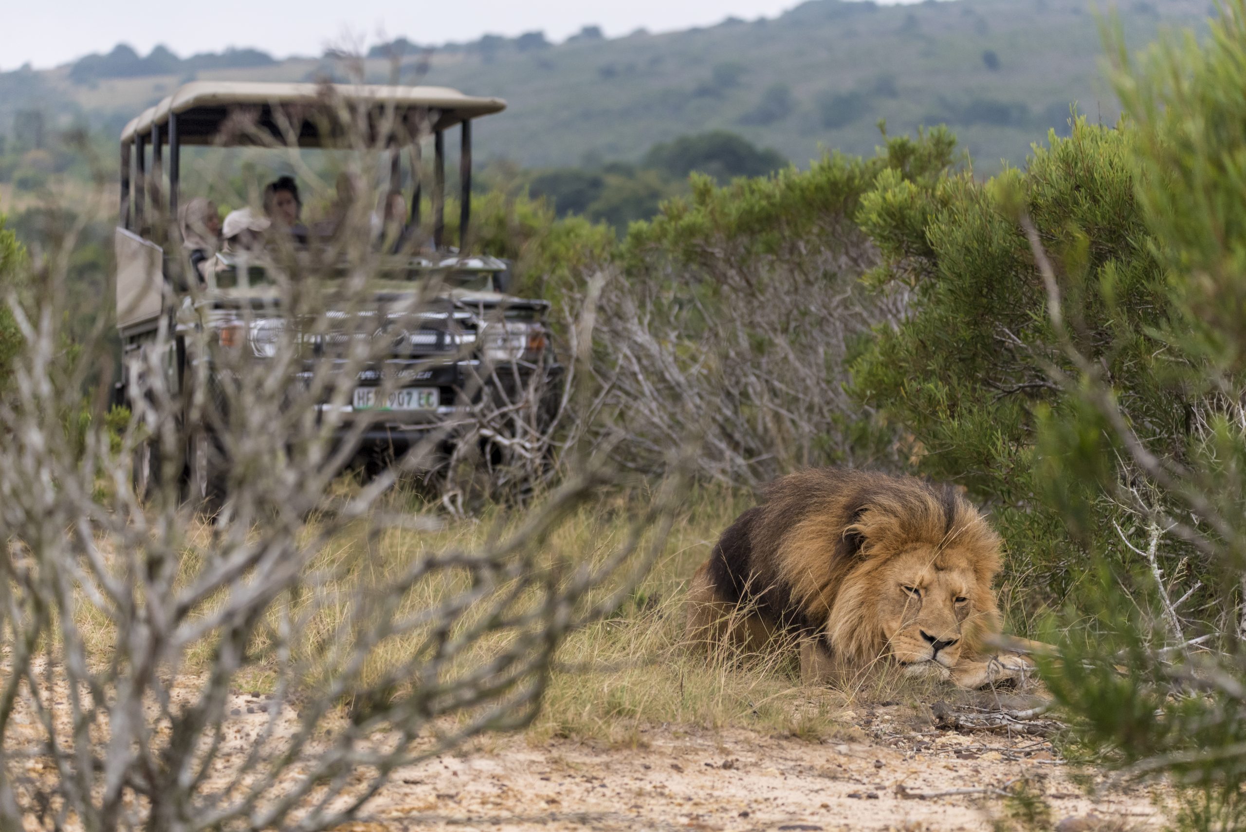 https://mdw-travel-data-us-east-1.s3.amazonaws.com/img/country/South-Africa/HiFi-Corporation-Big-5-Game-Reserve/img_03.jpg
