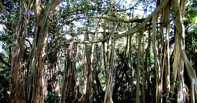 https://mdw-travel-data-us-east-1.s3.amazonaws.com/img/country/South-Africa/Hlokomela-Herb-Garden/img_05.jpg
