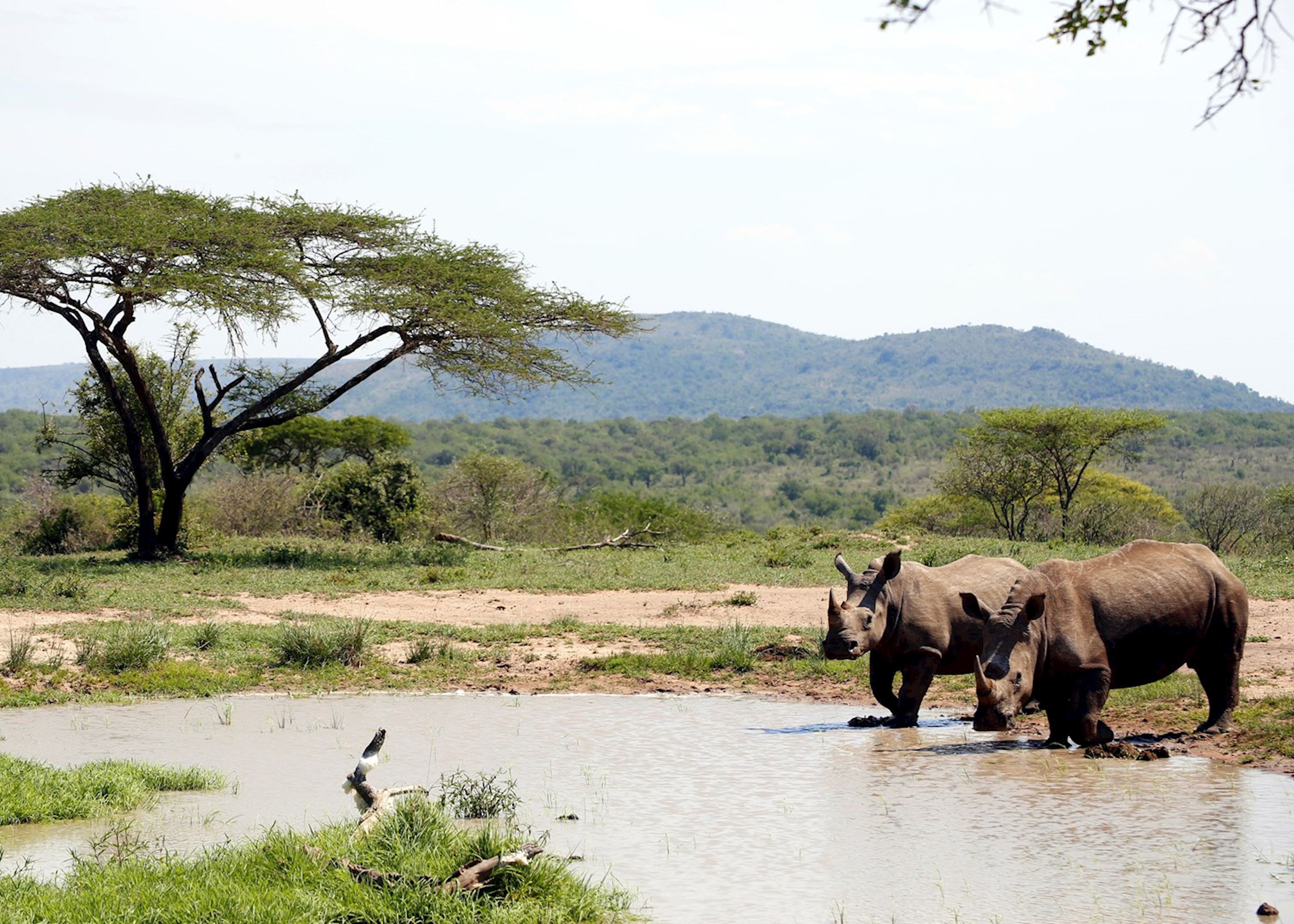 https://mdw-travel-data-us-east-1.s3.amazonaws.com/img/country/South-Africa/Hluhluwe-Imfolozi-Park/img_01.jpg