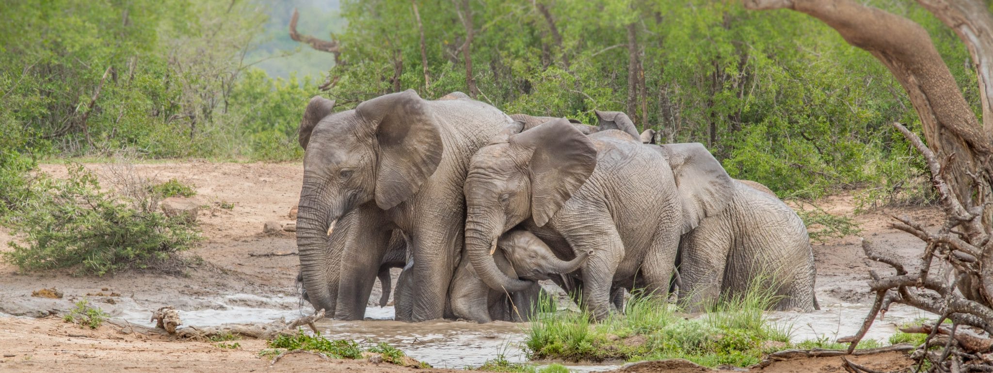 https://mdw-travel-data-us-east-1.s3.amazonaws.com/img/country/South-Africa/Hluhluwe-Imfolozi-Park/img_03.jpg