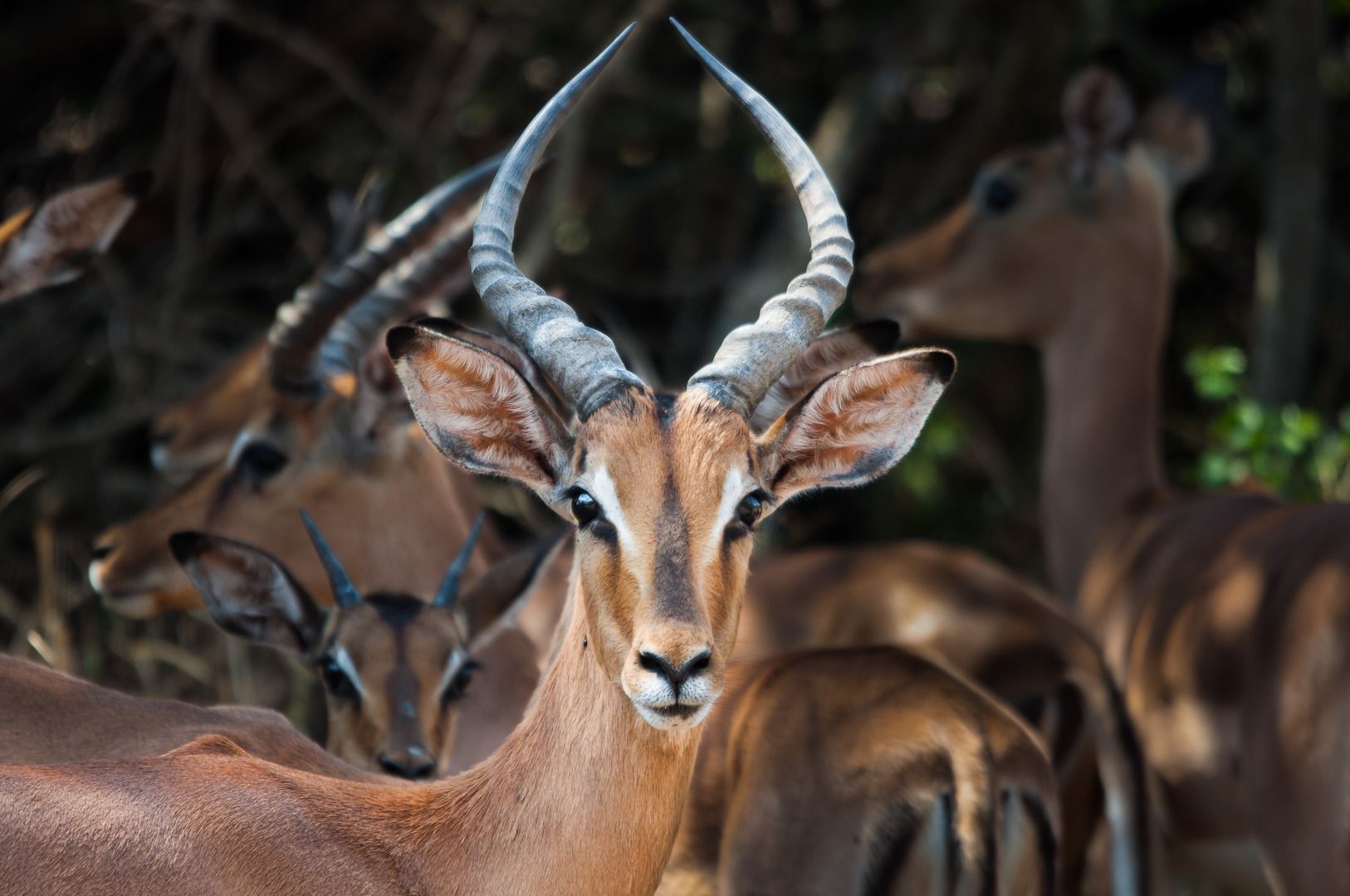 https://mdw-travel-data-us-east-1.s3.amazonaws.com/img/country/South-Africa/Impala-Trail/img_00.jpg