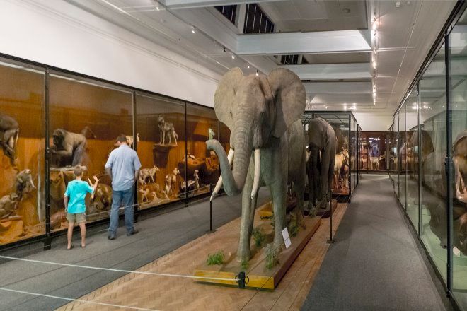 https://mdw-travel-data-us-east-1.s3.amazonaws.com/img/country/South-Africa/Iziko-Museum-Whale-House/img_02.jpg