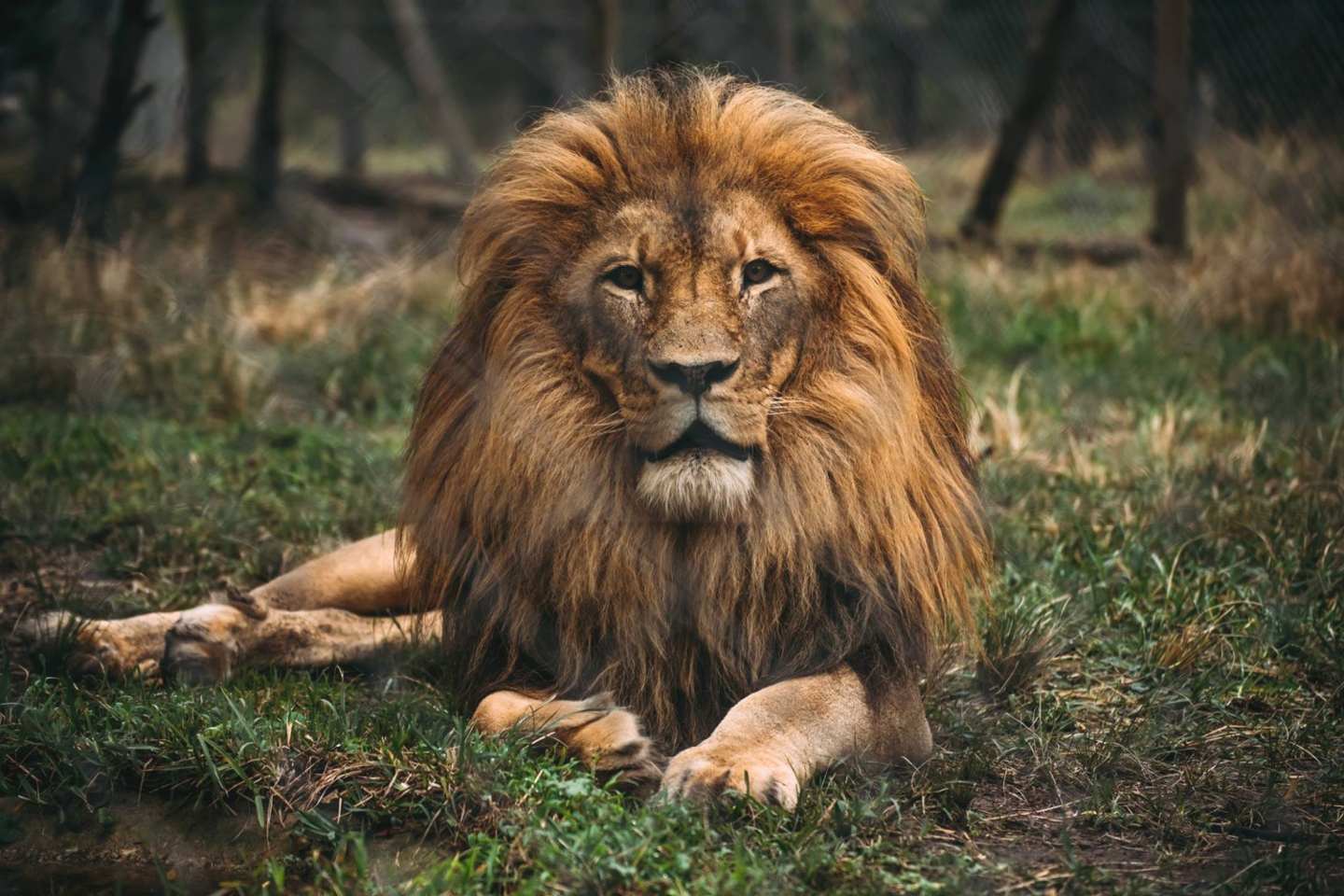 https://mdw-travel-data-us-east-1.s3.amazonaws.com/img/country/South-Africa/Jukani-Wildlife-Sanctuary/img_00.jpg