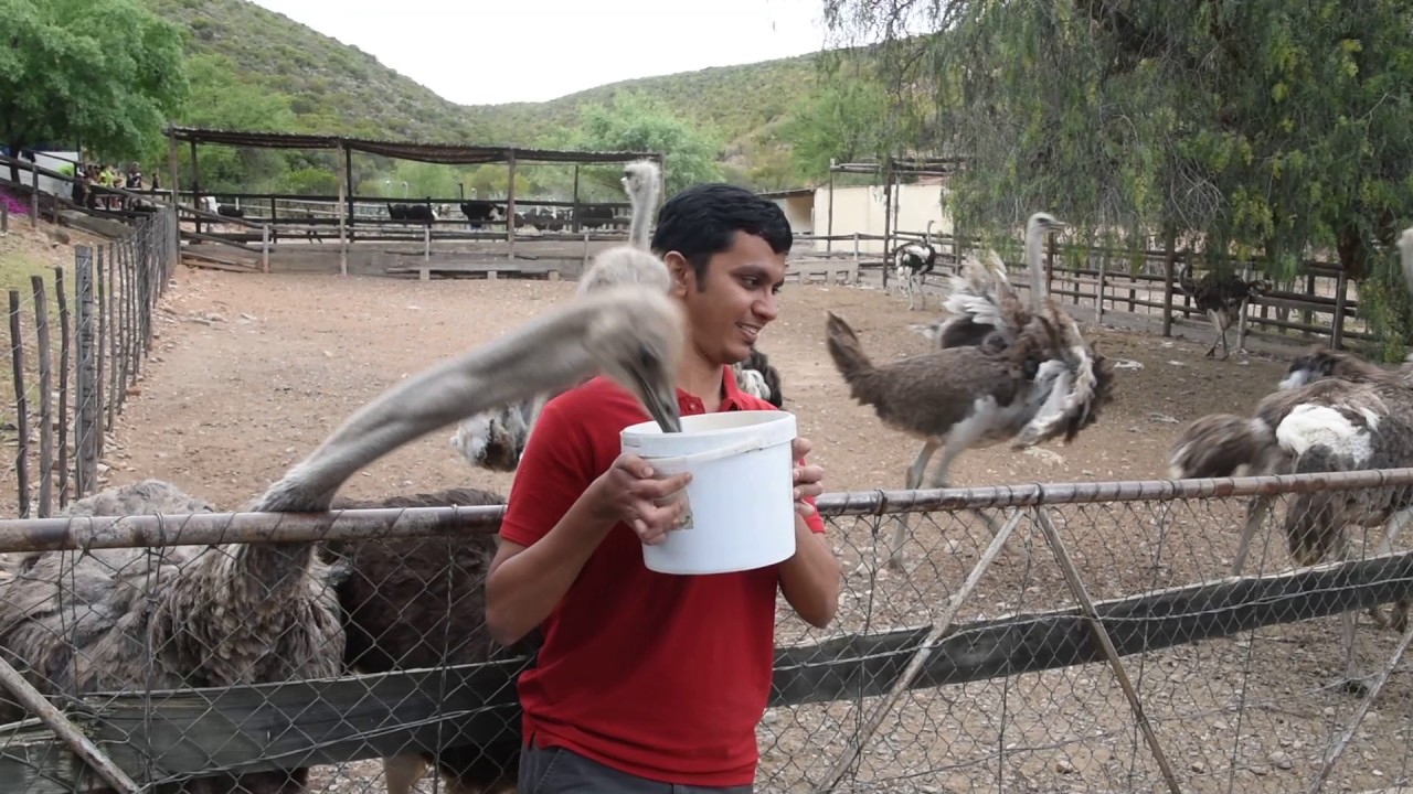 https://mdw-travel-data-us-east-1.s3.amazonaws.com/img/country/South-Africa/KZN-Ostrich-Farm/img_01.jpg
