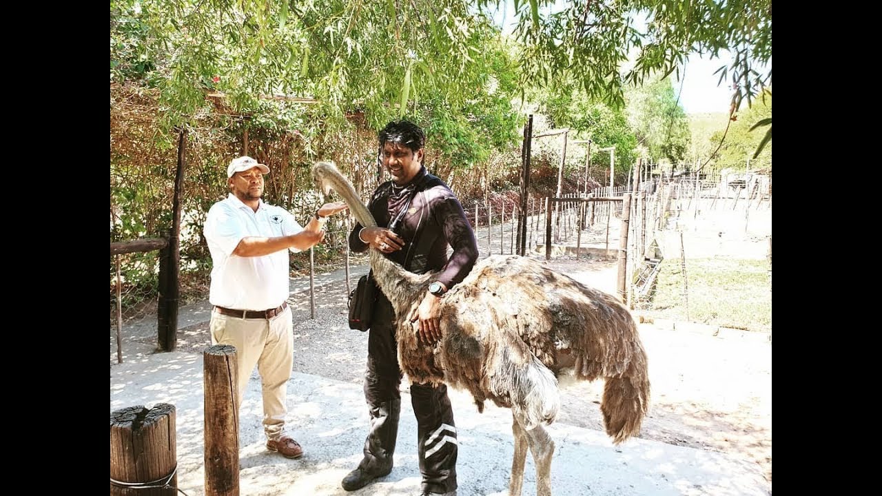 https://mdw-travel-data-us-east-1.s3.amazonaws.com/img/country/South-Africa/KZN-Ostrich-Farm/img_02.jpg