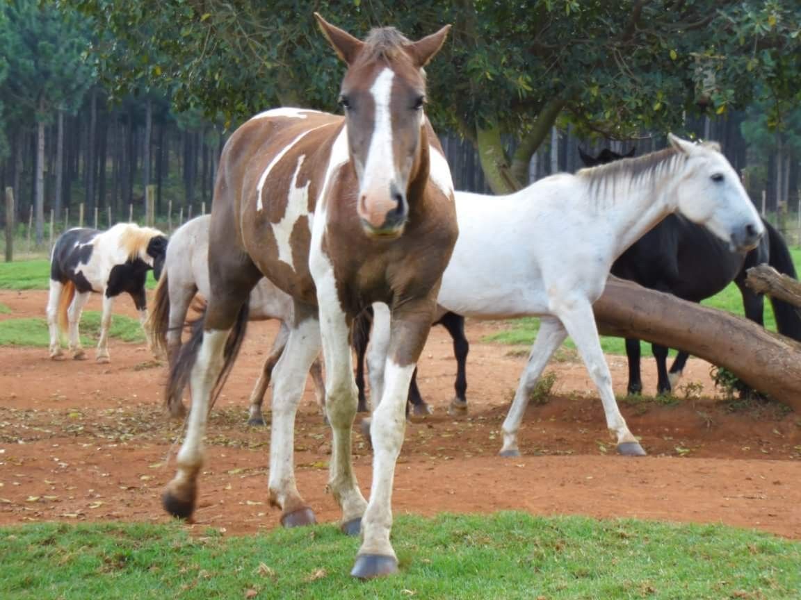 https://mdw-travel-data-us-east-1.s3.amazonaws.com/img/country/South-Africa/Kaapsehoop-Horse-Trails/img_02.jpg
