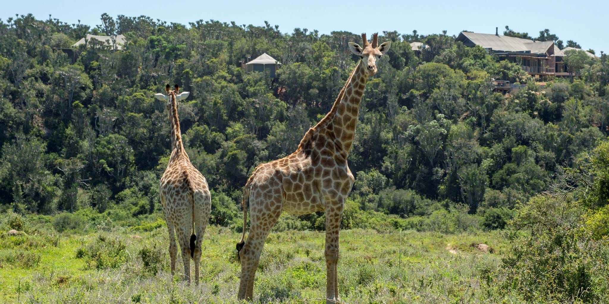 https://mdw-travel-data-us-east-1.s3.amazonaws.com/img/country/South-Africa/Kariega-Game-Reserve/img_03.jpg