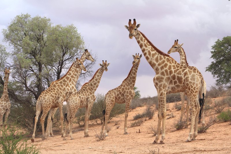 https://mdw-travel-data-us-east-1.s3.amazonaws.com/img/country/South-Africa/Kgalagadi-Lodge/img_03.jpg