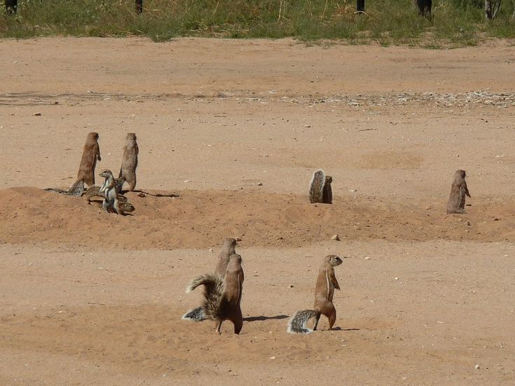 https://mdw-travel-data-us-east-1.s3.amazonaws.com/img/country/South-Africa/Kgalagadi-Transfrontier-Park/img_00.jpg
