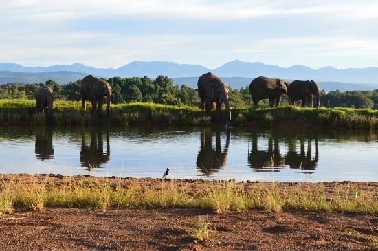 https://mdw-travel-data-us-east-1.s3.amazonaws.com/img/country/South-Africa/Knysna-Elephant-Park/img_02.jpg