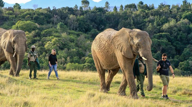 https://mdw-travel-data-us-east-1.s3.amazonaws.com/img/country/South-Africa/Knysna-Elephant-Park/img_03.jpg