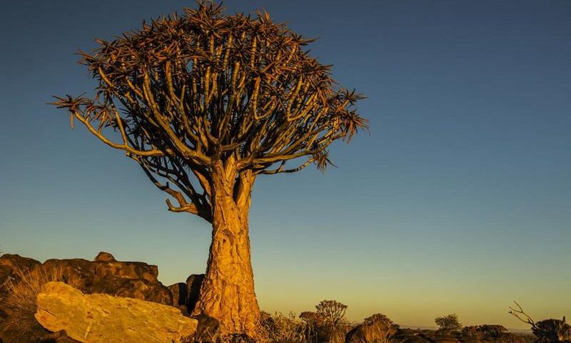 https://mdw-travel-data-us-east-1.s3.amazonaws.com/img/country/South-Africa/Kokerboom-Food-and-Wine-Route/img_02.jpg
