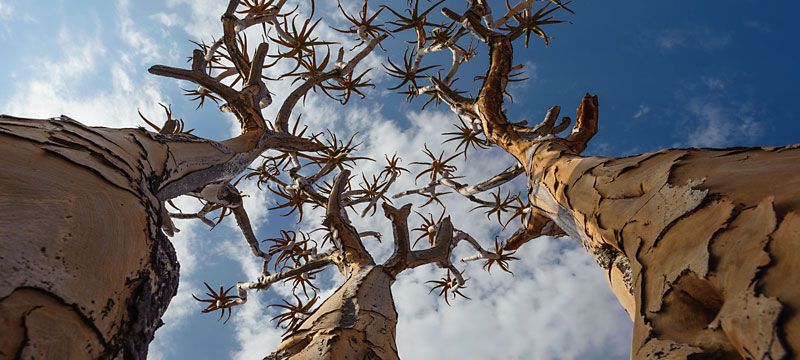 https://mdw-travel-data-us-east-1.s3.amazonaws.com/img/country/South-Africa/Kokerboomkloof-Nature-Reserve/img_03.jpg