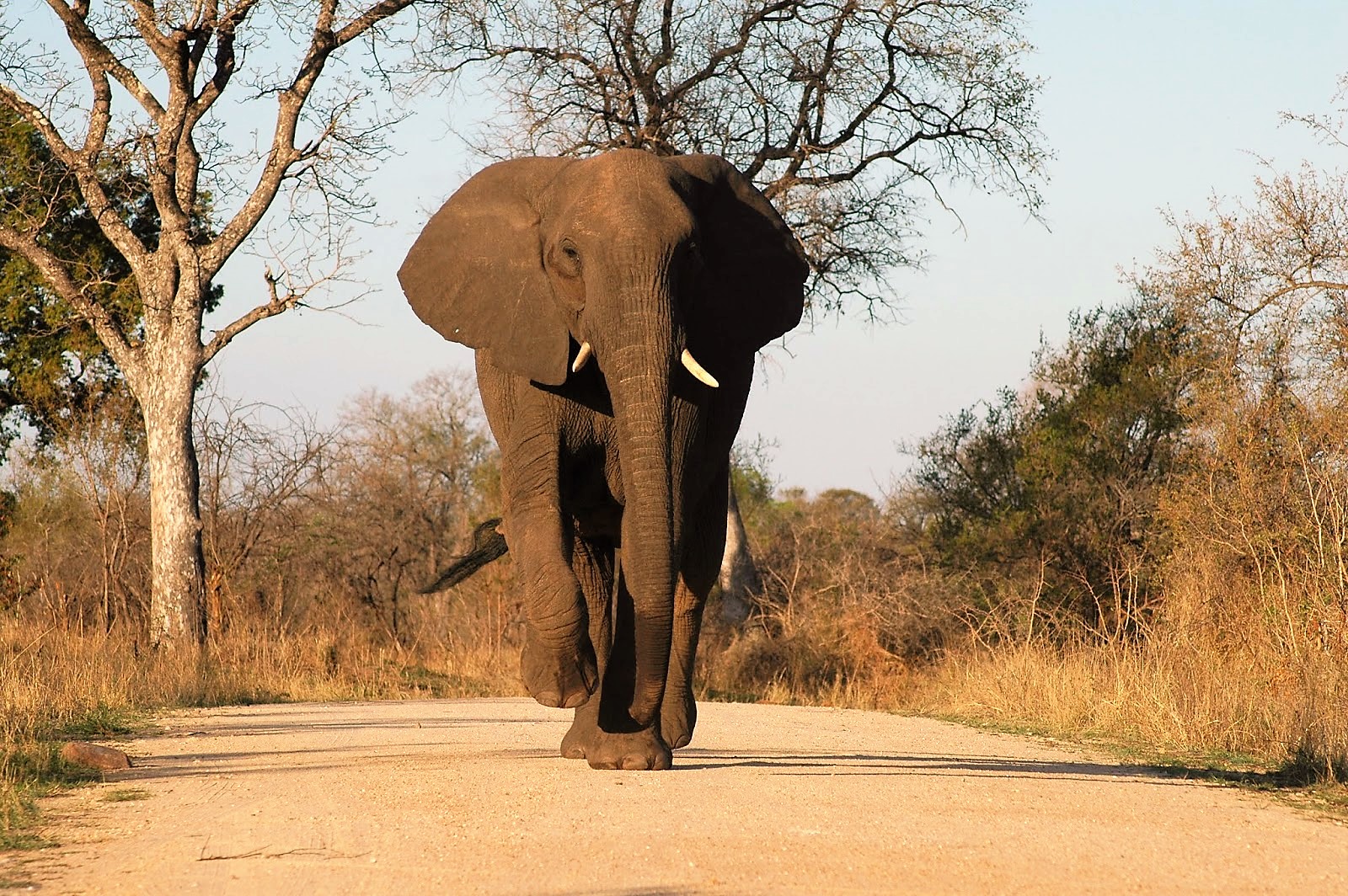https://mdw-travel-data-us-east-1.s3.amazonaws.com/img/country/South-Africa/Kruger-National-Park/img_01.jpg