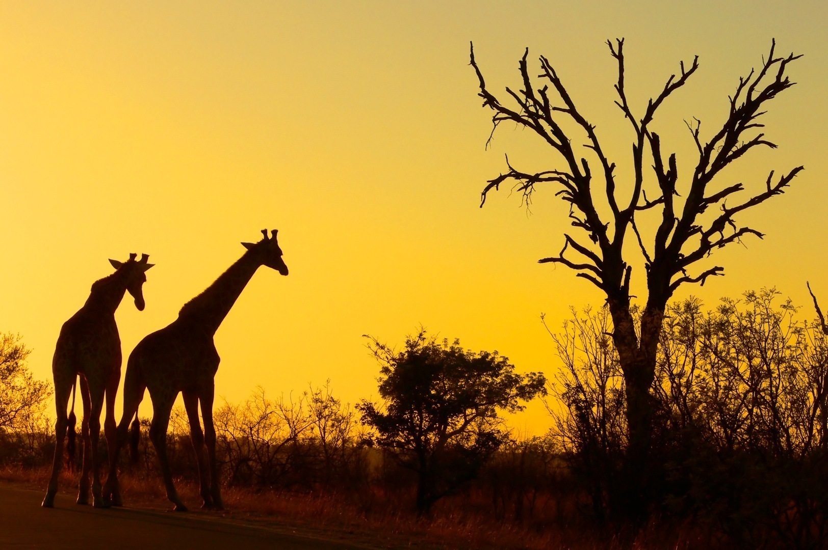 https://mdw-travel-data-us-east-1.s3.amazonaws.com/img/country/South-Africa/Kruger-National-Park/img_02.jpg