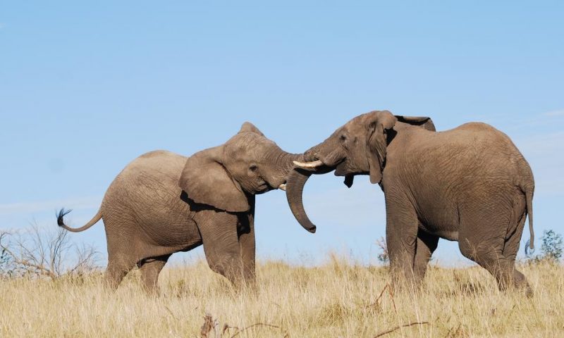 https://mdw-travel-data-us-east-1.s3.amazonaws.com/img/country/South-Africa/Lalibela-Game-Reserve/img_01.jpg