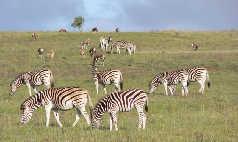 https://mdw-travel-data-us-east-1.s3.amazonaws.com/img/country/South-Africa/Lalibela-Game-Reserve/img_02.jpg