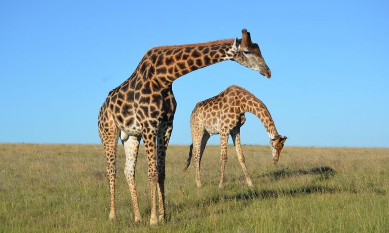 https://mdw-travel-data-us-east-1.s3.amazonaws.com/img/country/South-Africa/Lalibela-Game-Reserve/img_03.jpg