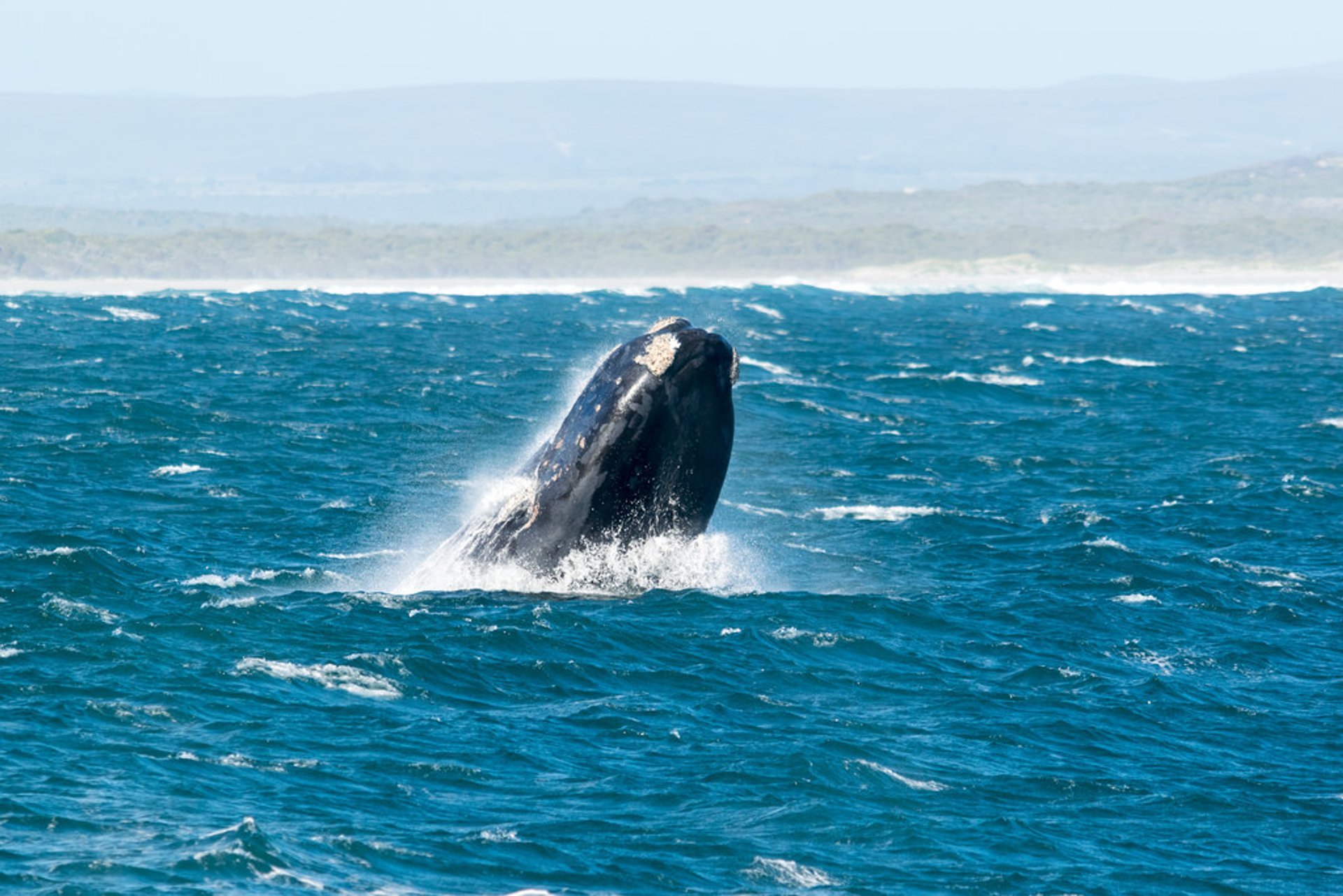 https://mdw-travel-data-us-east-1.s3.amazonaws.com/img/country/South-Africa/Land-based-Whale-Watching/img_00.jpg