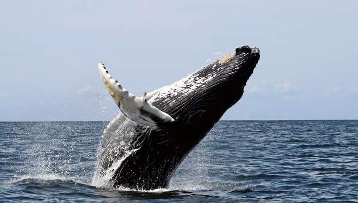 https://mdw-travel-data-us-east-1.s3.amazonaws.com/img/country/South-Africa/Land-based-Whale-Watching/img_02.jpg