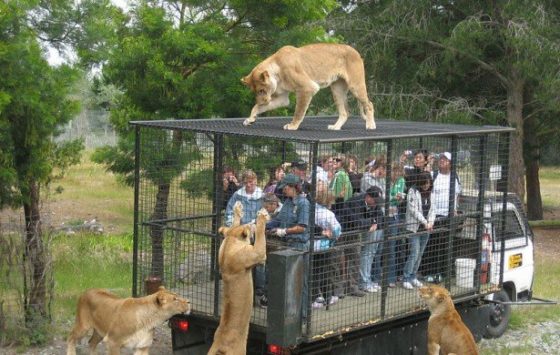 https://mdw-travel-data-us-east-1.s3.amazonaws.com/img/country/South-Africa/Lion-&-Safari-Park/img_01.jpg