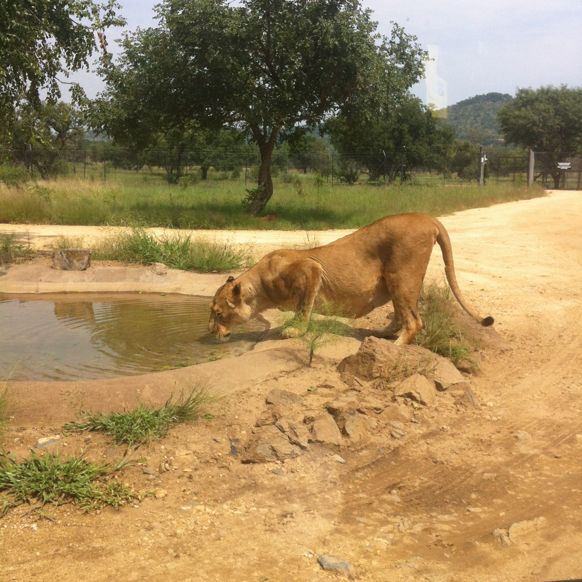 https://mdw-travel-data-us-east-1.s3.amazonaws.com/img/country/South-Africa/Lion-&-Safari-Park/img_04.jpg