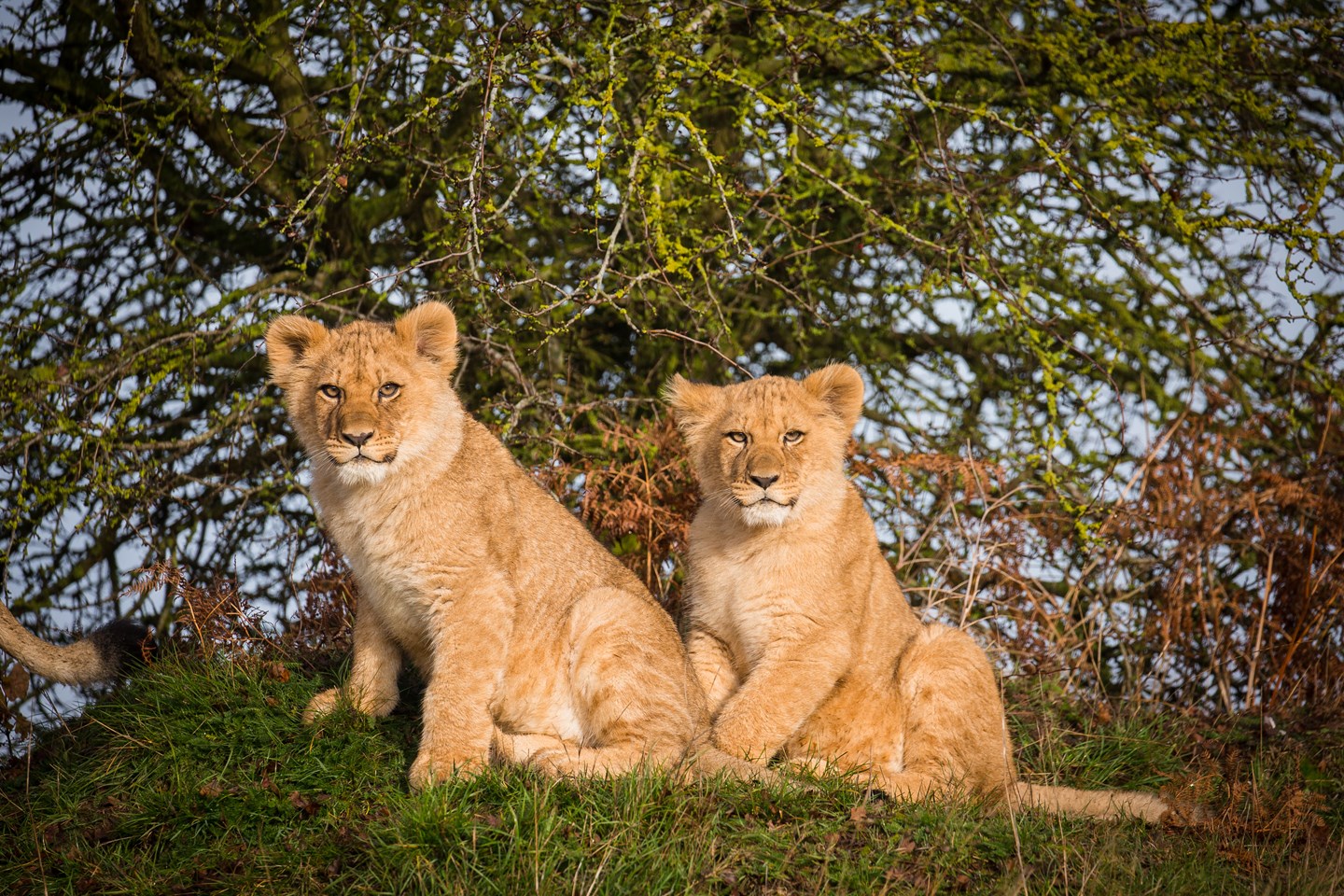 https://mdw-travel-data-us-east-1.s3.amazonaws.com/img/country/South-Africa/Lion-&-Safari-Park/img_05.jpg