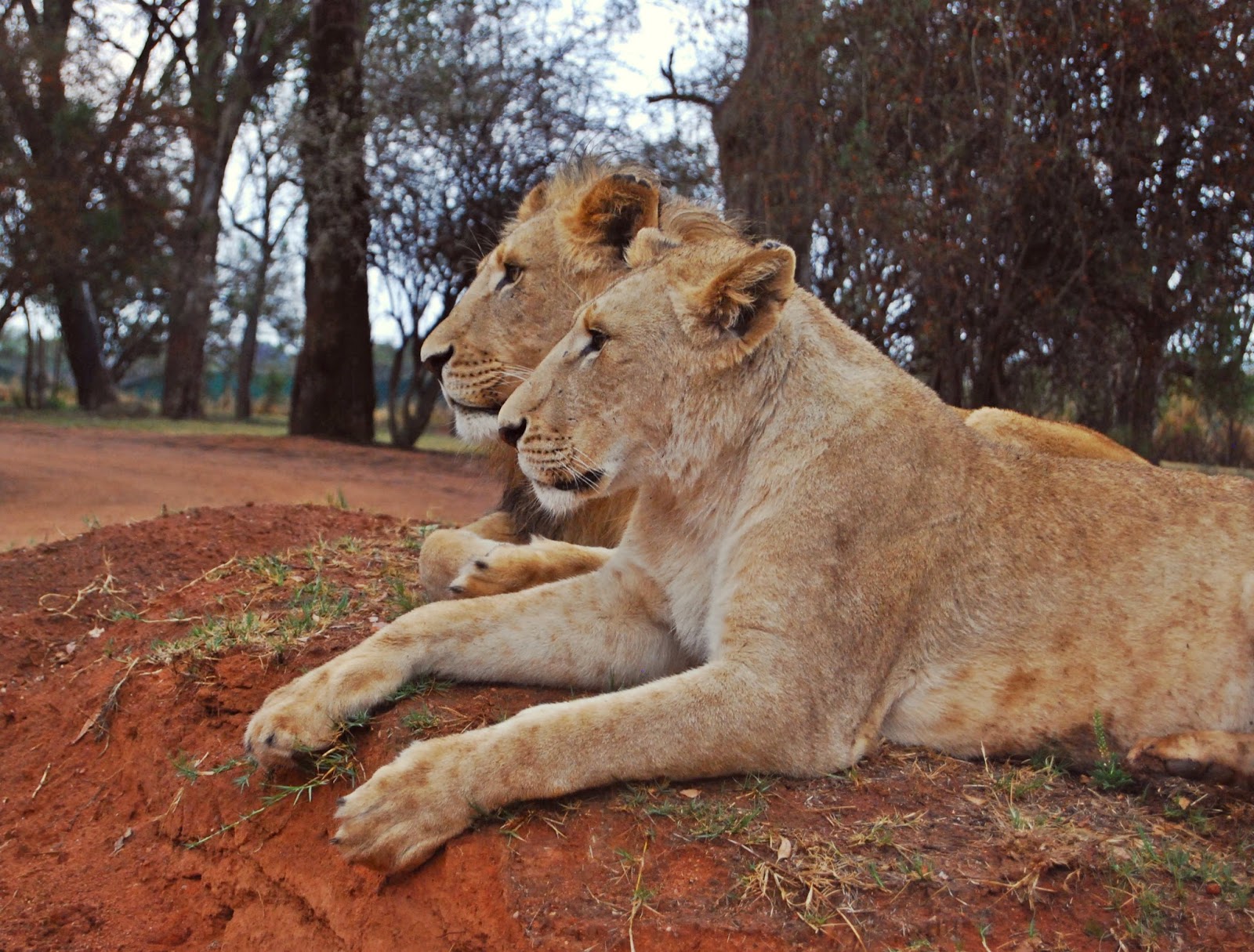 https://mdw-travel-data-us-east-1.s3.amazonaws.com/img/country/South-Africa/Lion-Park/img_01.jpg