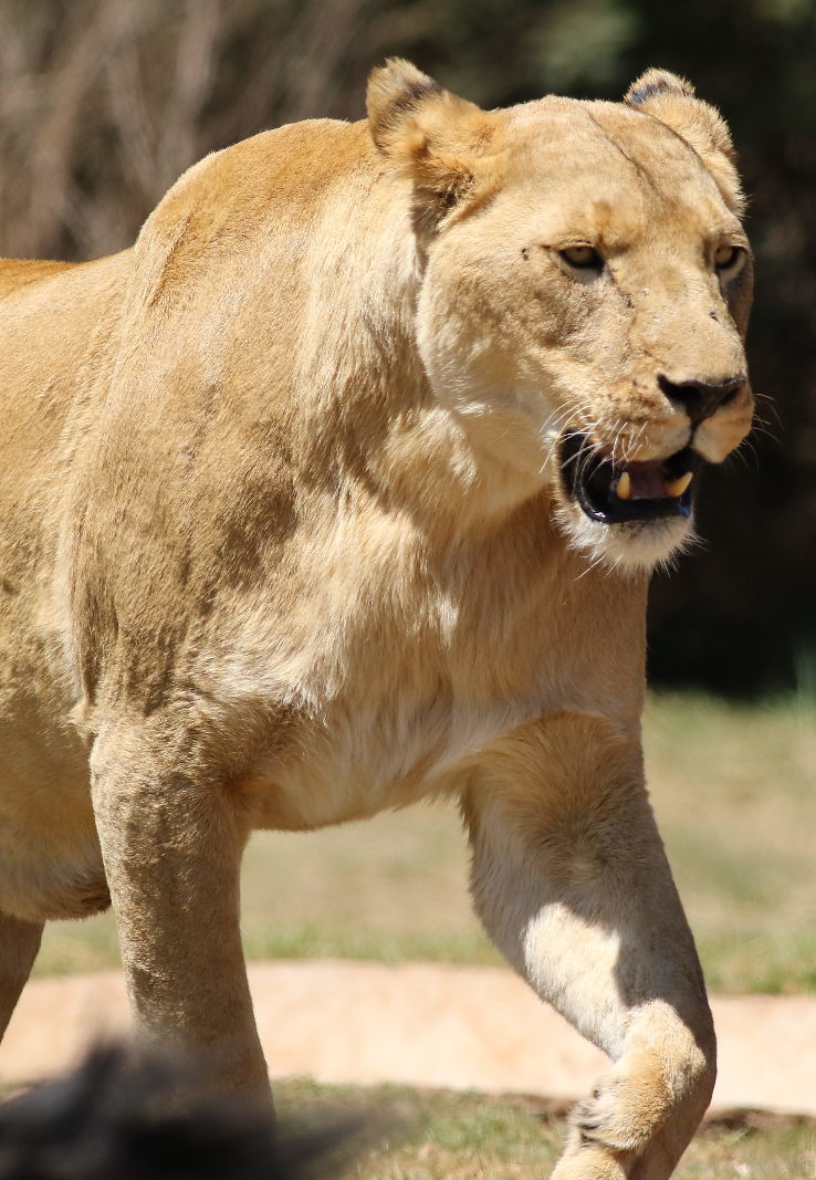 https://mdw-travel-data-us-east-1.s3.amazonaws.com/img/country/South-Africa/Lion-Park/img_02.jpg