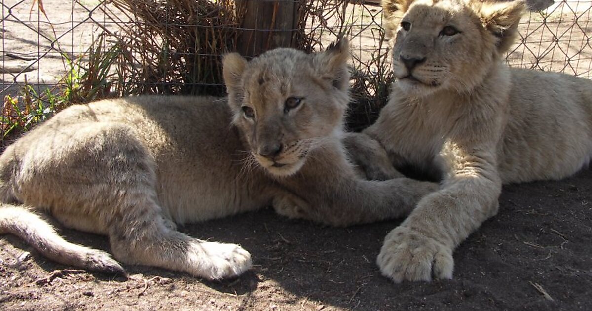 https://mdw-travel-data-us-east-1.s3.amazonaws.com/img/country/South-Africa/Lion-Park/img_03.jpg