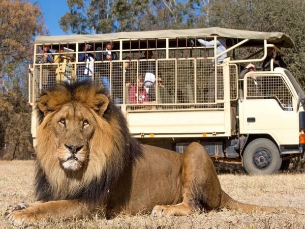 https://mdw-travel-data-us-east-1.s3.amazonaws.com/img/country/South-Africa/Lion-and-Safari-Park/img_00.jpg