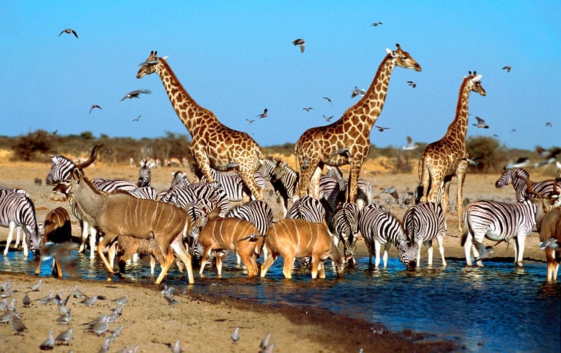 https://mdw-travel-data-us-east-1.s3.amazonaws.com/img/country/South-Africa/Madikwe-Game-Reserve/img_00.jpg