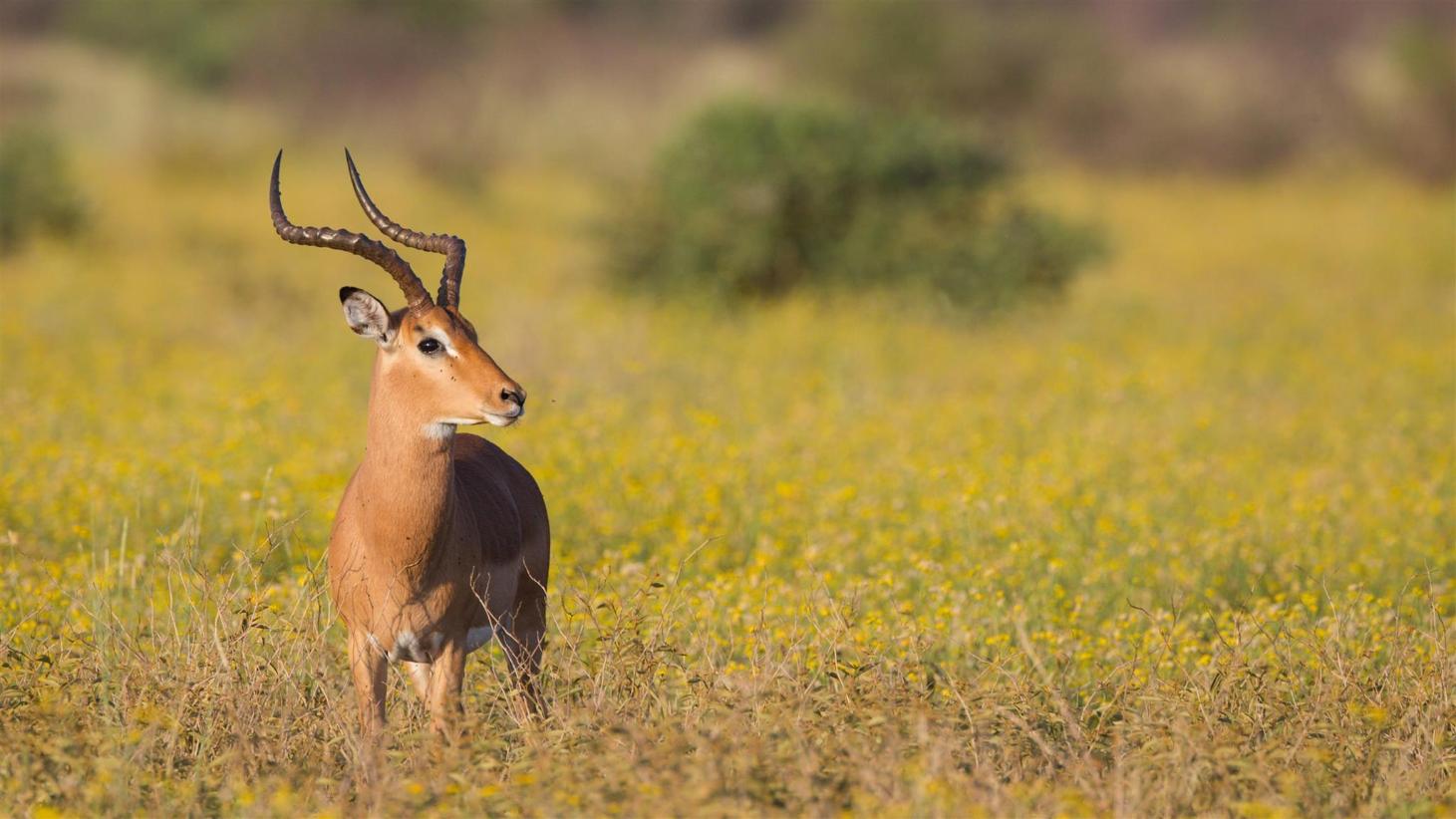 https://mdw-travel-data-us-east-1.s3.amazonaws.com/img/country/South-Africa/Madikwe-Game-Reserve/img_01.jpg
