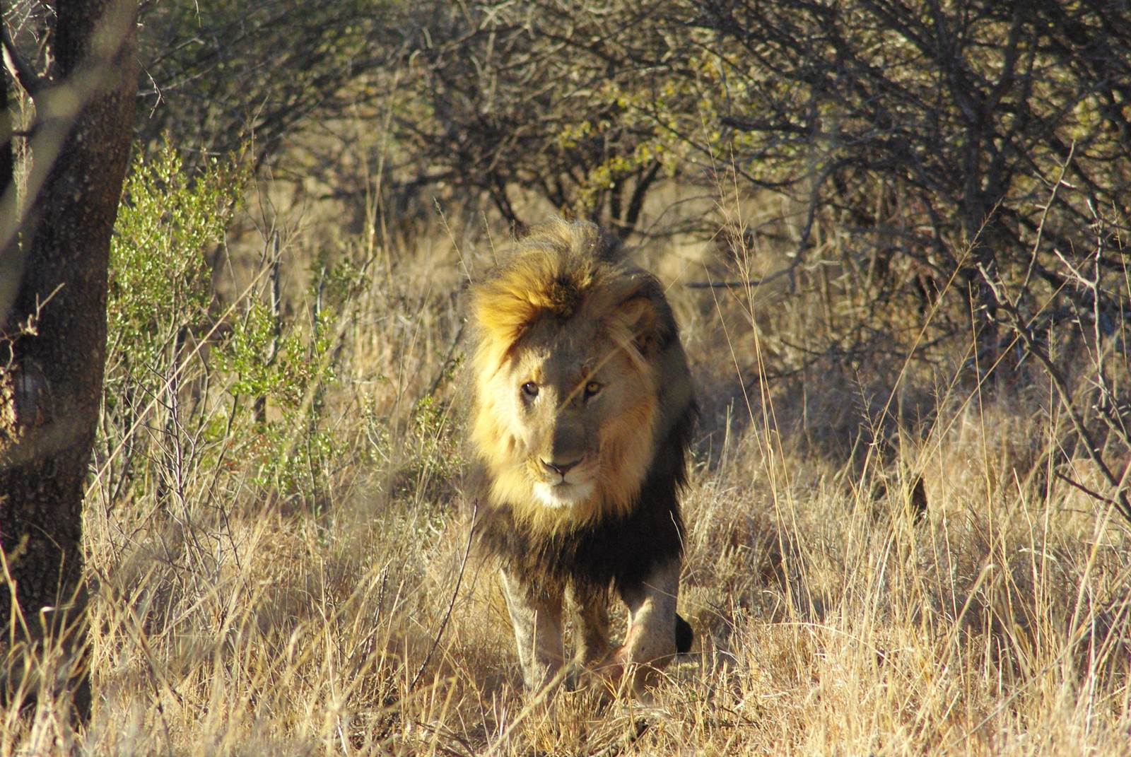 https://mdw-travel-data-us-east-1.s3.amazonaws.com/img/country/South-Africa/Madikwe-Game-Reserve/img_02.jpg