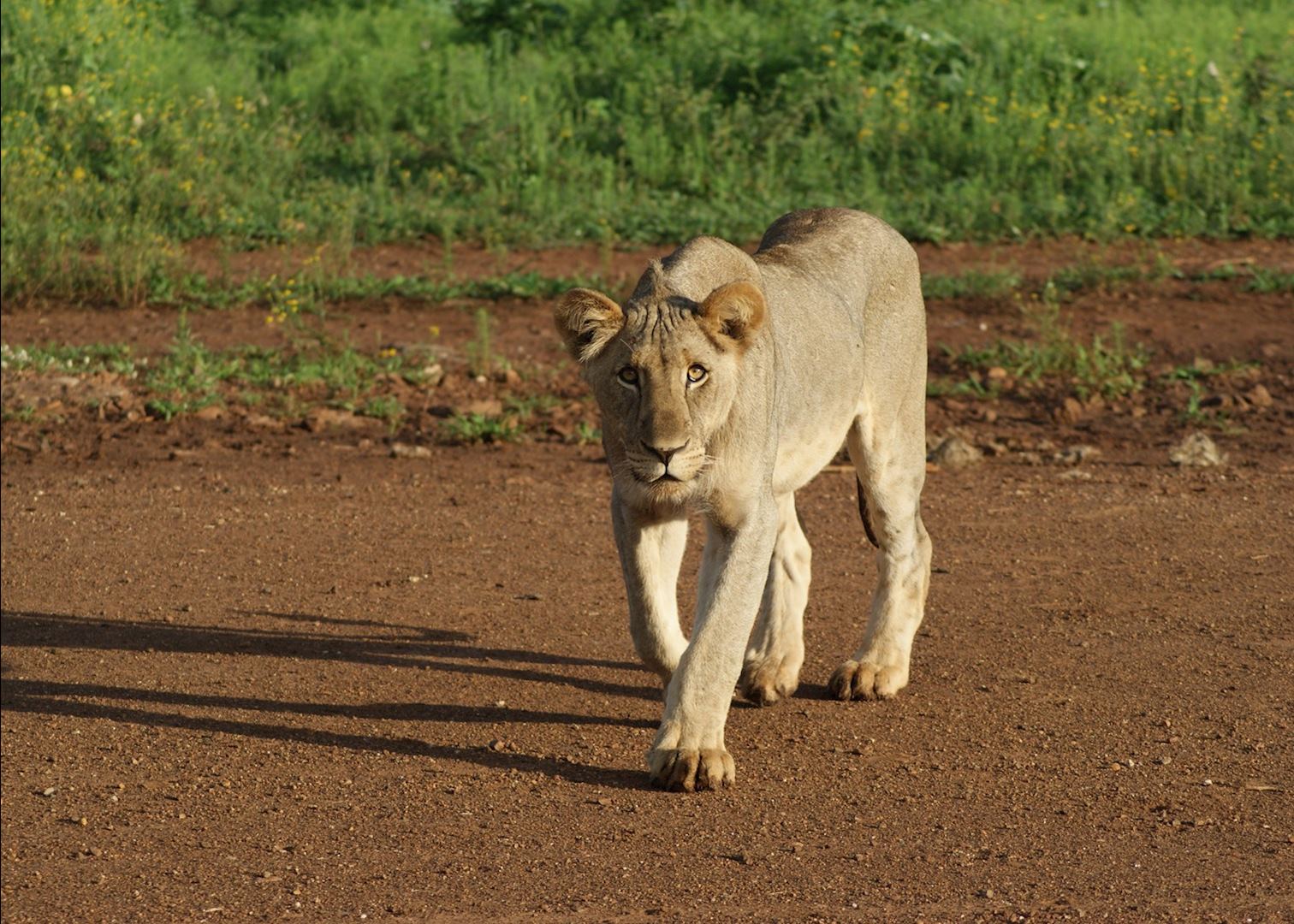 https://mdw-travel-data-us-east-1.s3.amazonaws.com/img/country/South-Africa/Madikwe-Game-Reserve/img_04.jpg