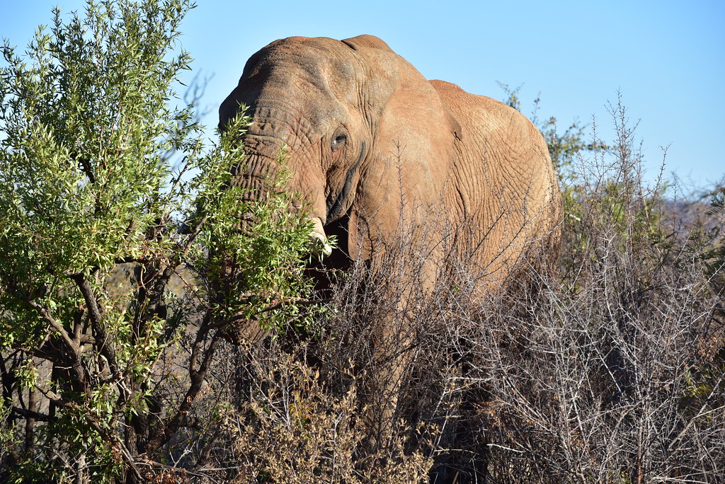 https://mdw-travel-data-us-east-1.s3.amazonaws.com/img/country/South-Africa/Madikwe-Game-Reserve/img_05.jpg
