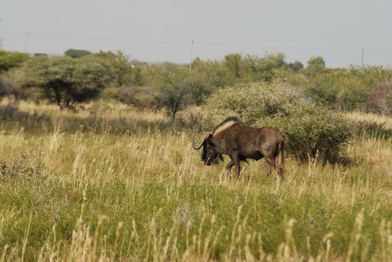 https://mdw-travel-data-us-east-1.s3.amazonaws.com/img/country/South-Africa/Mafikeng-Game-Reserve/img_00.jpg