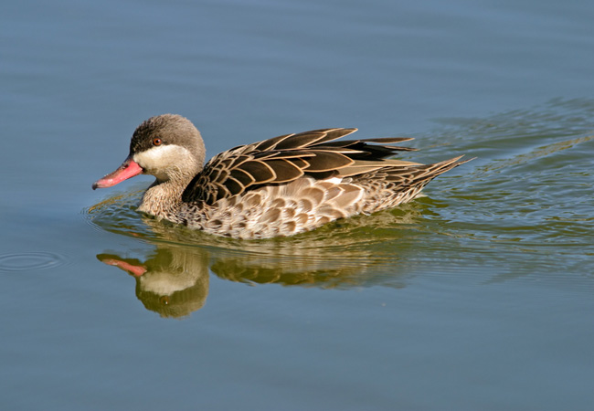 https://mdw-travel-data-us-east-1.s3.amazonaws.com/img/country/South-Africa/Melrose-Bird-Sanctuary/img_00.jpg
