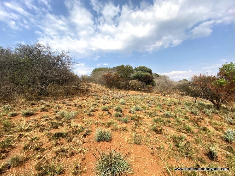 https://mdw-travel-data-us-east-1.s3.amazonaws.com/img/country/South-Africa/Melville-Koppies-Nature-Reserve/img_01.jpg