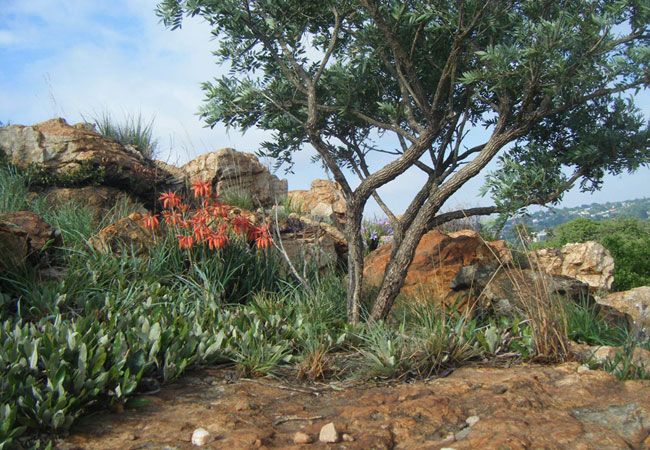 https://mdw-travel-data-us-east-1.s3.amazonaws.com/img/country/South-Africa/Melville-Koppies-Nature-Reserve/img_02.jpg