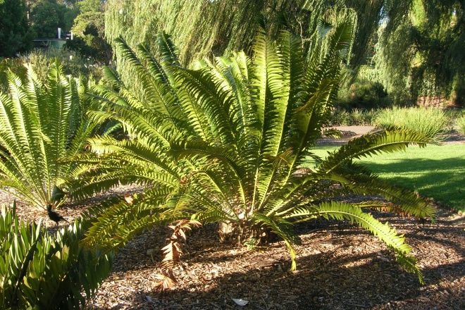 https://mdw-travel-data-us-east-1.s3.amazonaws.com/img/country/South-Africa/Modjadji-Cycad-Reserve/img_00.jpg