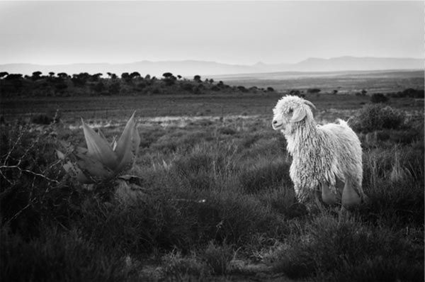 https://mdw-travel-data-us-east-1.s3.amazonaws.com/img/country/South-Africa/Mohair-Weaving-Studio/img_00.jpg