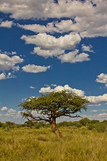 https://mdw-travel-data-us-east-1.s3.amazonaws.com/img/country/South-Africa/Mokala-National-Park/img_03.jpg