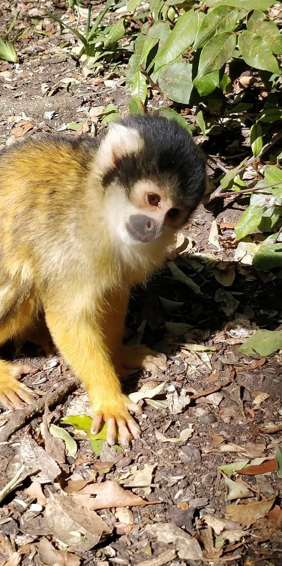 https://mdw-travel-data-us-east-1.s3.amazonaws.com/img/country/South-Africa/Monkeyland-Primate-Sanctuary/img_00.jpg