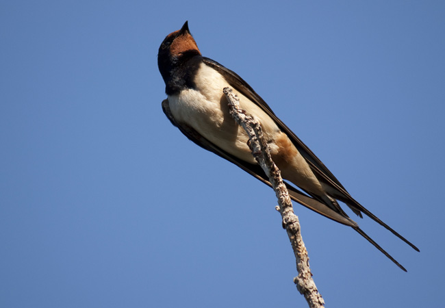 https://mdw-travel-data-us-east-1.s3.amazonaws.com/img/country/South-Africa/Mount-Moreland-Conservancy/img_03.jpg