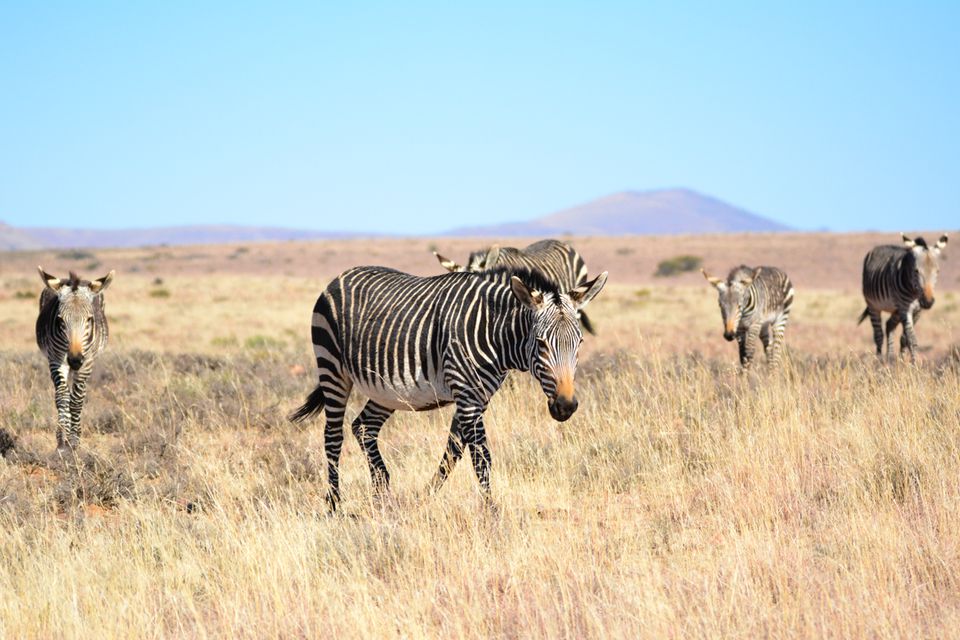 https://mdw-travel-data-us-east-1.s3.amazonaws.com/img/country/South-Africa/Mountain-Zebra-National-Park/img_02.jpg